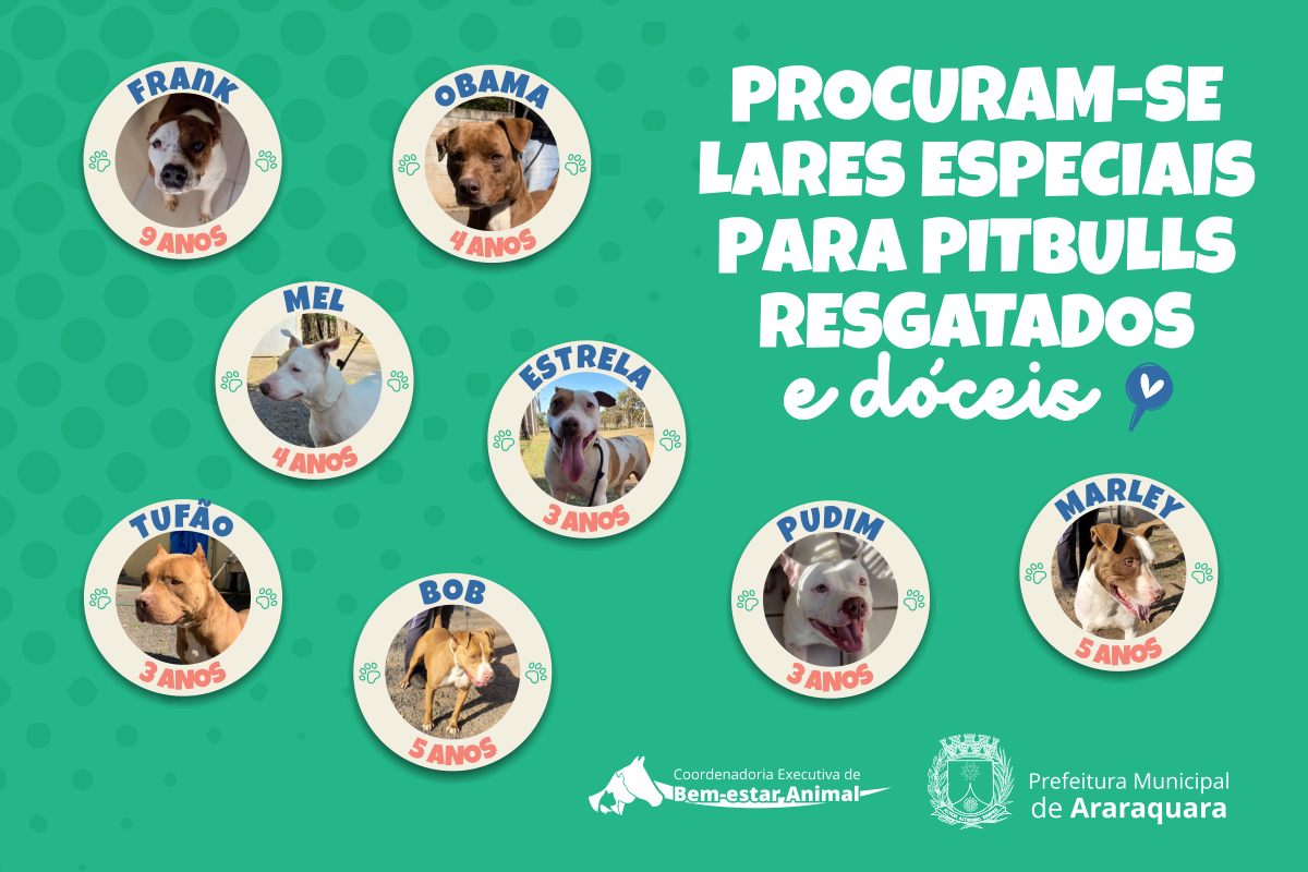Bem-estar Animal de Araraquara procura adotantes para pitbulls !